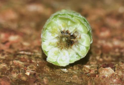 Réf. 336 645 : Contarinia coryli